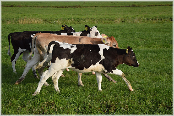 Bull, Kuh, Rinder, Bauernhof, üppige, neugierig
