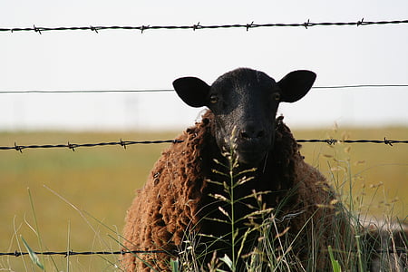 fåren, staket, djur, jordbruk, naturen, gård, gräs
