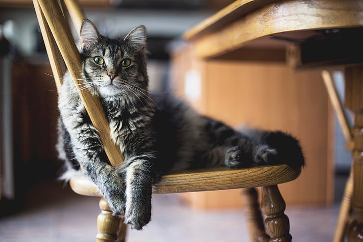 wooden, table, chair, furniture, dining, area, cat