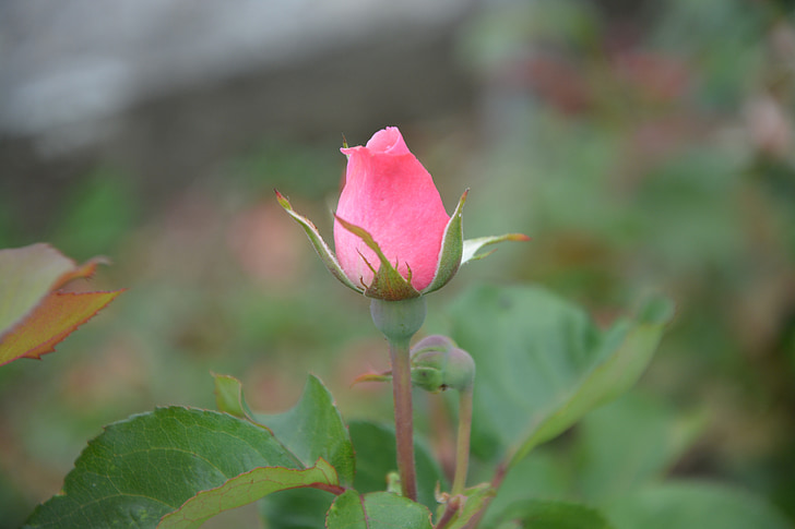 kuncup mawar Maroon, rosebush, alam, Taman, bunga, musim semi, berbunga