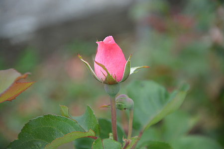 Rose Knospe, Rosenstrauch, Natur, Garten, Blume, Frühling, Blüte