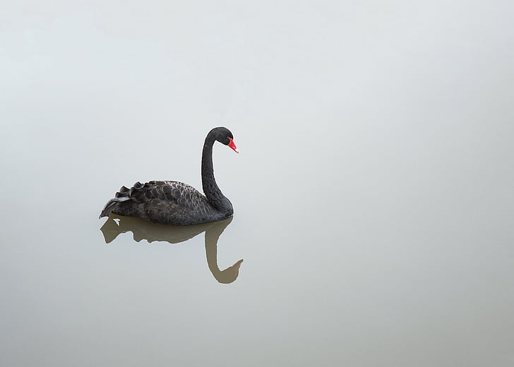 lebada neagra, păsările de apă, Swan, pasăre, cioc rosu, harul, elegant
