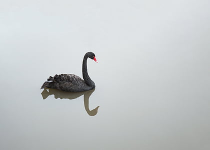 cisne negro, aves acuáticas, cisne, pájaro, pico rojo, gracia, elegante