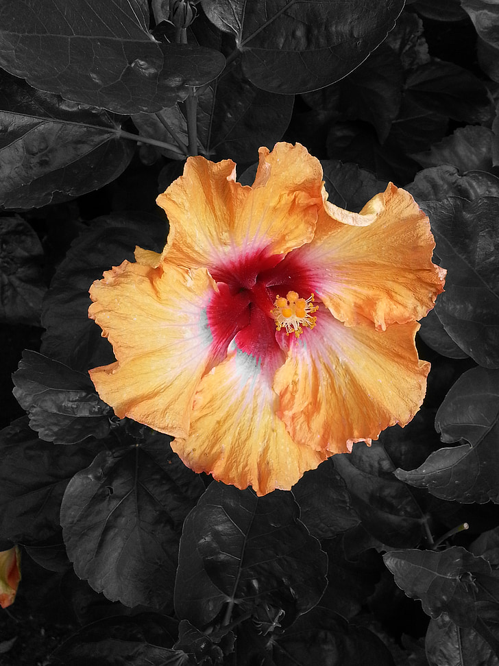 Hibiscus, Hoa, màu đỏ, màu da cam, Nero