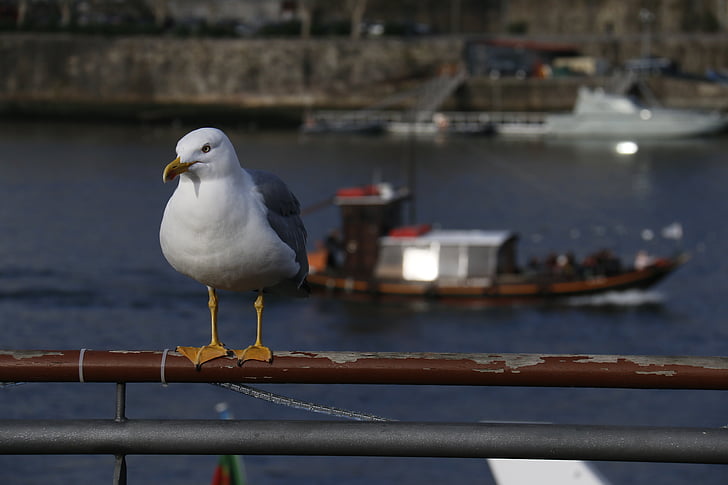 seagull, vigilant, rio, boat, landscape, city tour