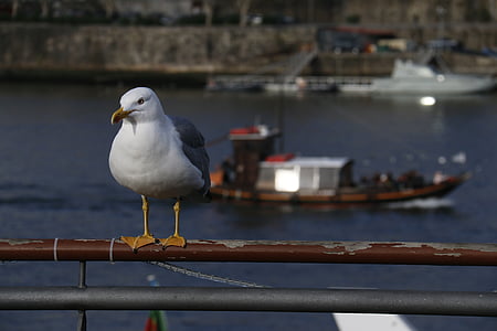 Seagull, vaksamma, Rio, båt, landskap, stadsrundtur