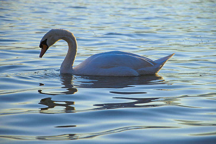 Swan, sjön, vit svan, vatten, vit, fågel, fjäderdräkt