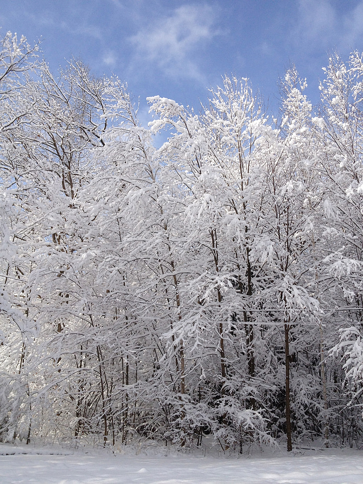 talvi, puut, lumi, Luonto, valkoinen, kylmä, Sun