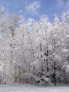 vinter, træer, sne, natur, hvid, kolde, solen