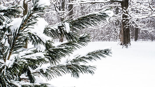 neu, arbre de fulla perenne, l'hivern, arbustos, arbre, winterwonderland, paisatge