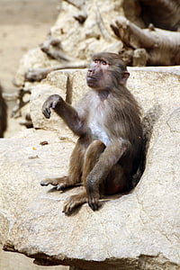 babuinas beždžionė, babuinas, Nespalvota, gyvūnų, zoologijos sodas, macaco, beždžionė