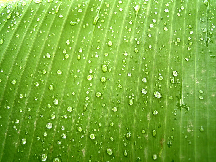 acqua, gocce, foglia, erba, verde, rugiada, pioggia