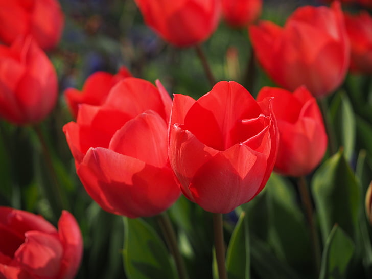 Tulipani, rosso, fiori, primavera, chiudere, colorato, Colore