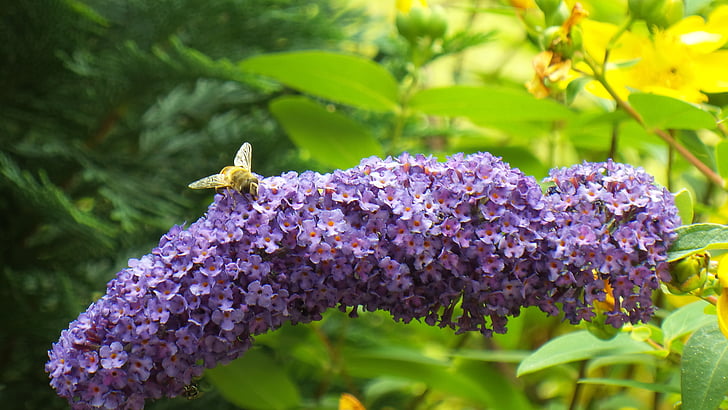 Летен Люляк, пчела, насекоми, цветен прашец, затвори, лилаво, Блосъм