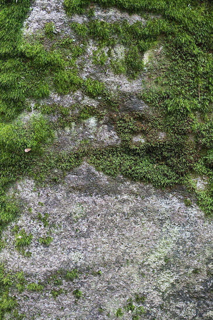 moss, lvtai, green, plant, ground, photography, natural landscape