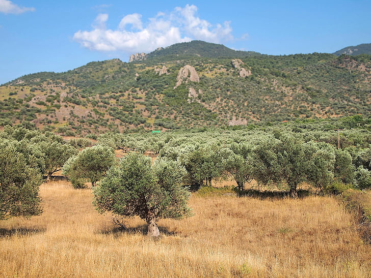 view, olive trees, mountains, sky, greece, anaxos, landscape