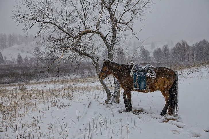 в зимний период, лошадь, Снегопад, терпение, Богарт деревня, Монголия, снег