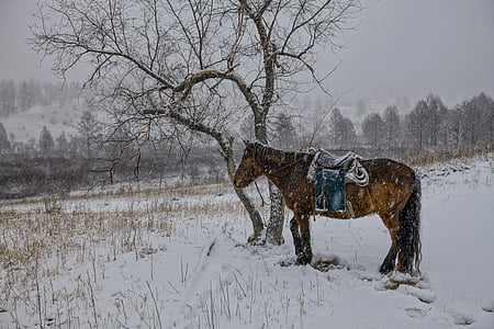 w zimie, Koń, opady śniegu, cierpliwość, wieś Bogart, Mongolia, śnieg