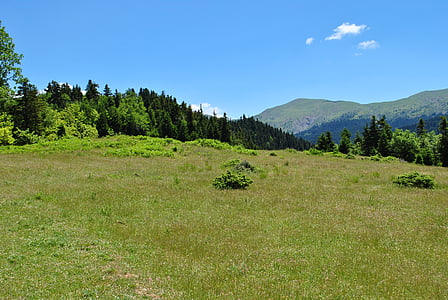 планински, гора, Ели, kyriakochwri, природата, дърво, лято