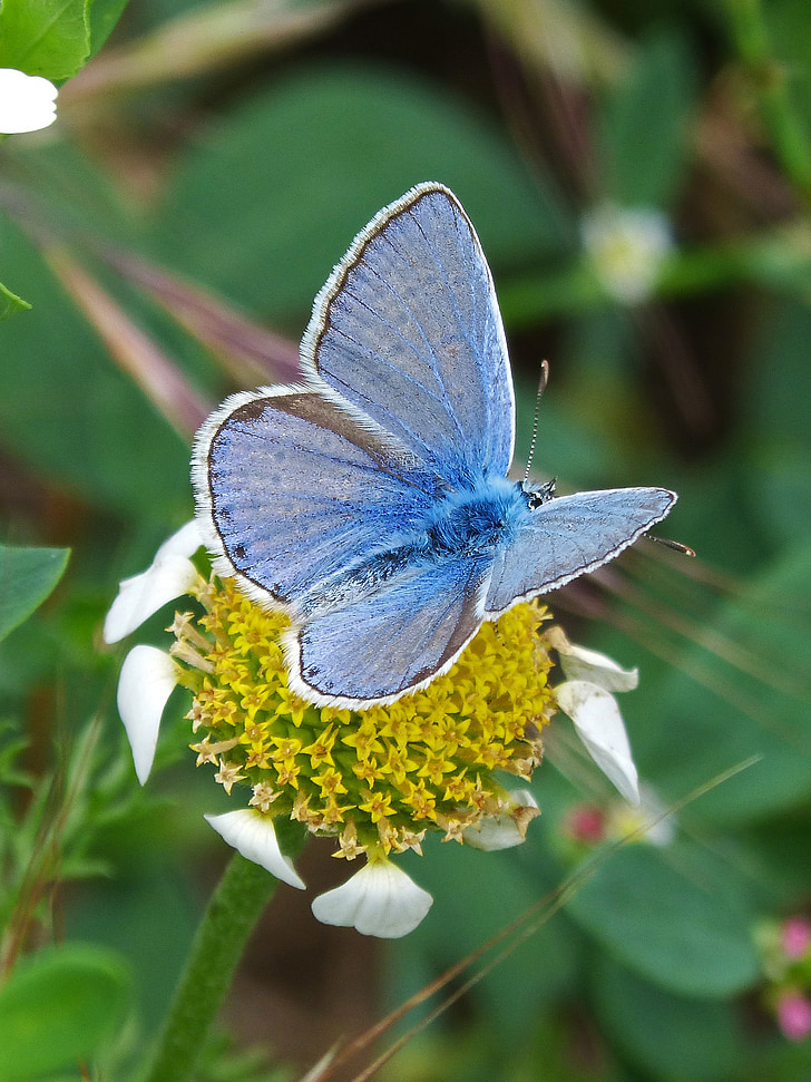 tauriņš, puķe, putekšņu, libar, Blue butterfly, blaveta, Polyommatus icarus
