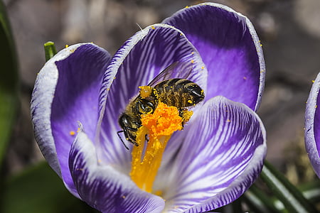 lebah, Crocus, musim semi, alam, serangga, tanaman, ungu
