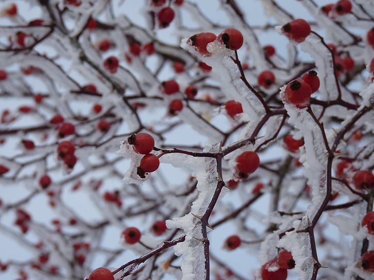 rose hip, iced, snow, plant, red, ice, icy