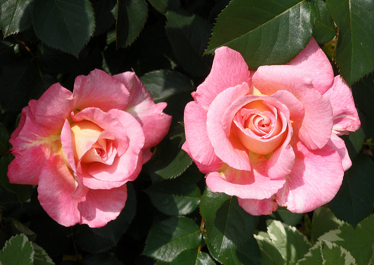 rose, flora, flower, nature, pink, fragrance, beauty