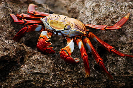 Yengeç, Galapagos, Ekvador, doğa, yaban hayatı, bir hayvan, Eklem bacaklılar