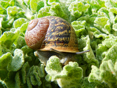 달팽이, gastropod, 잎, molluscum, cargol bover