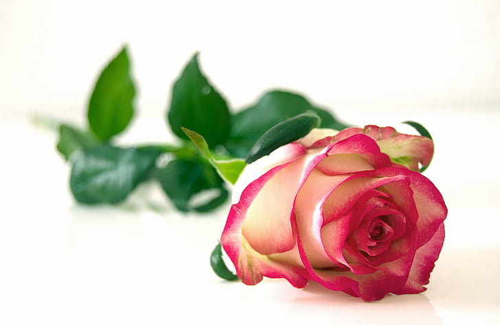 μπεζ, ροζ, τριαντάφυλλο, Κλείστε, φωτογραφία, ομορφιά, λουλούδια