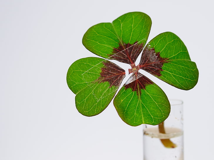 four leaf clover, luck, nachgeholfen, misfortune, klee, bad luck, lucky charm