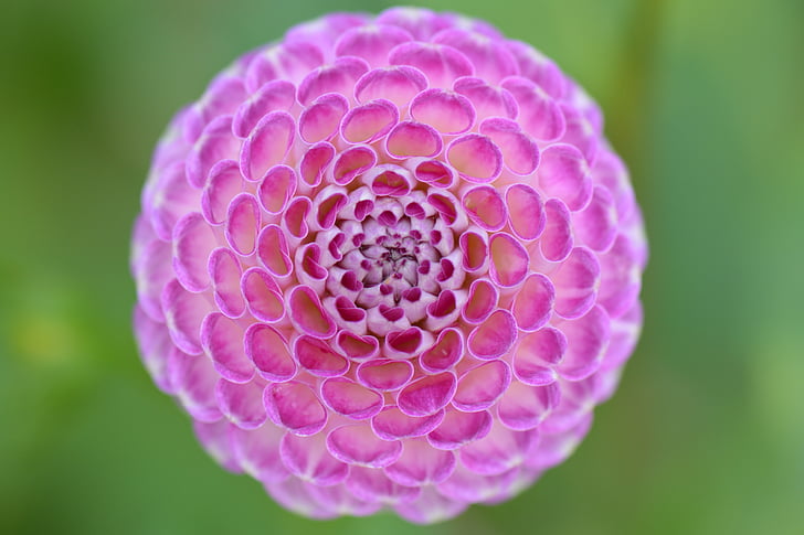 fiore, natura, Dalia, rosa, viola, pianta, Close-up