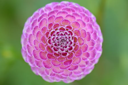 květ, Příroda, Dahlia, růžová, fialová, závod, detail