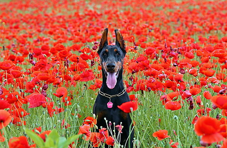 doberman dog, sitting, poppy, field, red, dog, nature