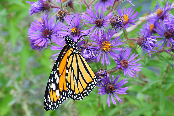 Monarch, kupu-kupu, makro, serangga, alam, sayap, warna-warni