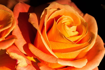 Rose, oranžna, kompoziti, cvet, cvet, poletje, narave