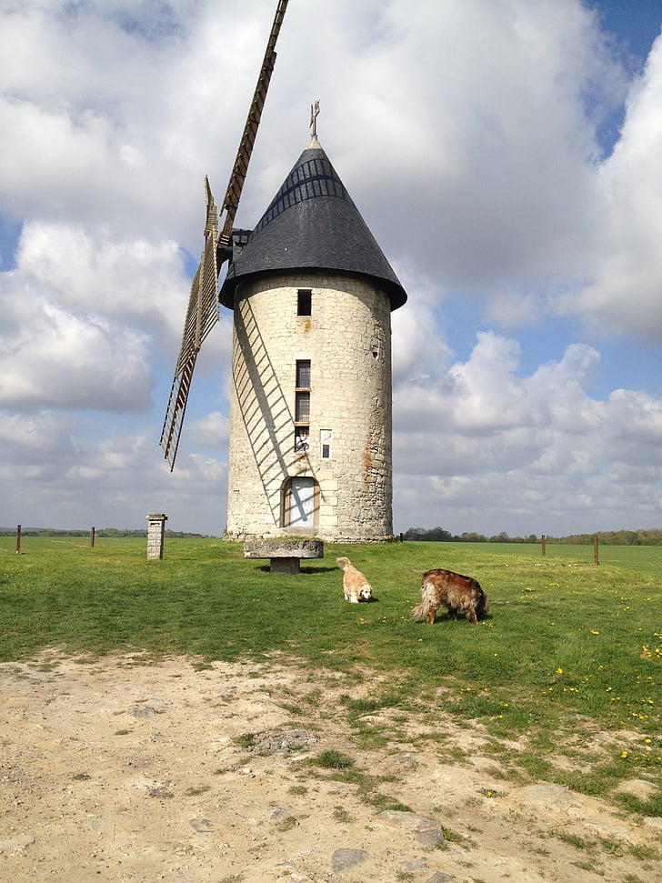 krajina, pes, větrný mlýn