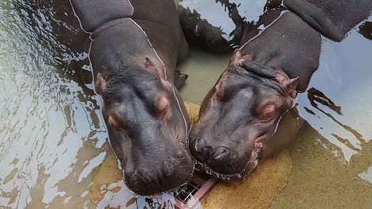 hippopotames, animal, monde de l’eau, animaux, eau