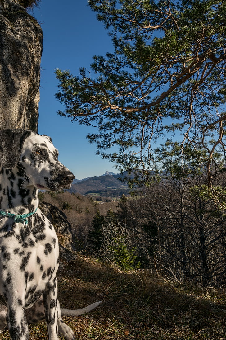 σκυλιά της Δαλματίας, βουνό, Nockstein, hausberg, Σάλτσμπουργκ, Gaisberg, Αυστρία