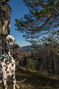 Dalmaatsia koerad, mägi, nockstein, hausberg, Salzburg, Gaisberg, Austria