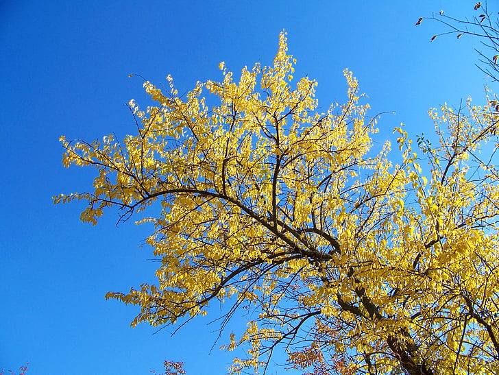 rudenį, rudenį, lapai, medžiai, geltona, mėlyna, dangus