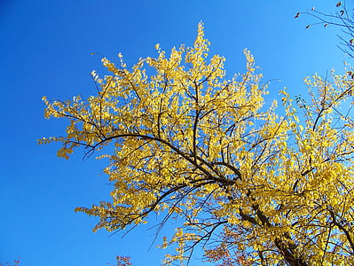 autunno, caduta, foglie, alberi, giallo, blu, cielo