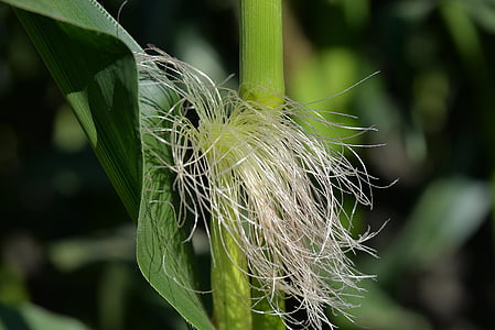 corn on the cob hair, corn, plant, leaves, close, nature, close-up