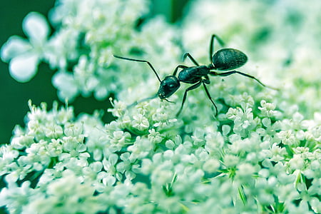 mravlja, insektov, bug, makro, floweors, antene, prosto živeče živali
