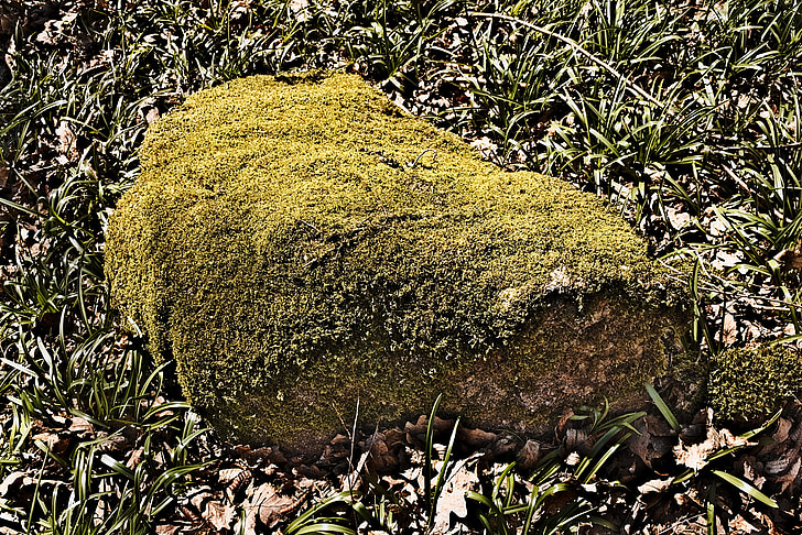 Rock, Pierre, skum, gräs, under trä