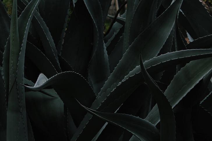 green, aloe, vera, backgrounds, no people, close-up, night