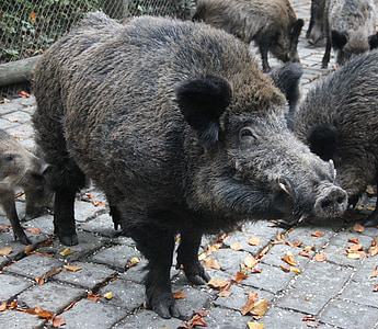 boar, wild, wildlife park, wild Boar, pig, animal, mammal