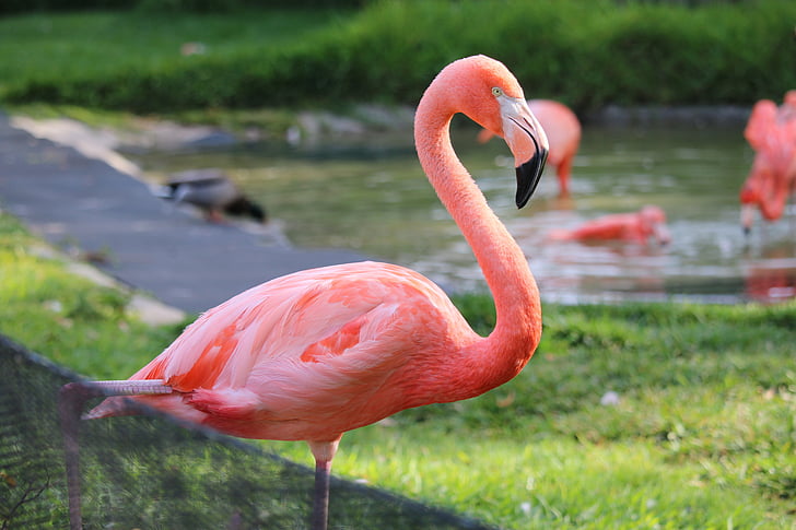 Фламинго, Сан Диего, Зоологическа градина, птица, тропически, Калифорния, розово