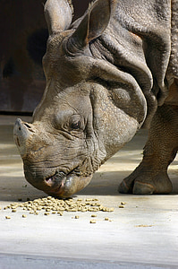 Rhino, zviera, Zoo, voľne žijúcich živočíchov, nosorožec, divoké, africký