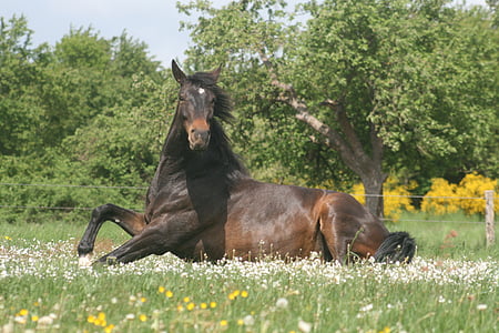 horse, rolling, stand up, animal, nature, grass, outdoors